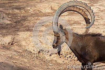 A head shot of a male Nubian Ibex standing showing off those large curved horns capra nubiana at the Al Ain Zoo. Copy space Stock Photo