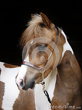 Miniature Horse Head Shot Stock Photo