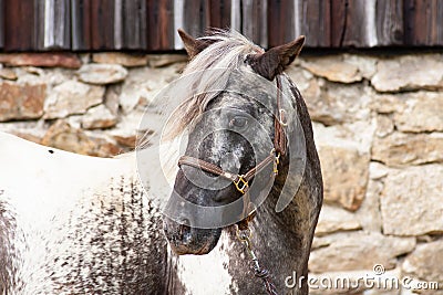 Head shot of a nice pony stallion with halter Stock Photo