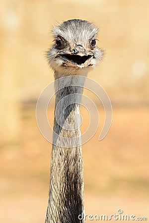 Head shot of an ostrich Stock Photo