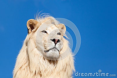 Head Shot Portait of Majestic White Lion Blue Sky Stock Photo