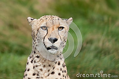 Head Shot Portrait of Beautiful Cheetah Stock Photo