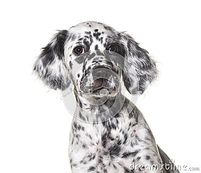 Head shot portrait puppy english setter dog spotted black and white Stock Photo