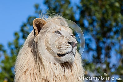 Head Shot Portrait of White Lion against Trees Stock Photo