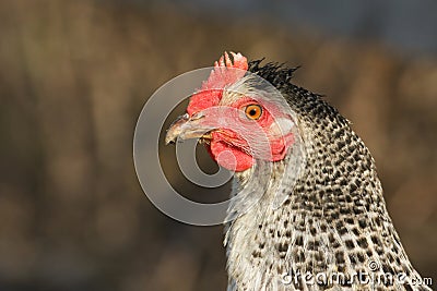 A head shot of a stunning female chicken. Stock Photo