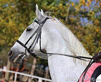 Head shot profile of a show jumper horse on natural background Stock Photo