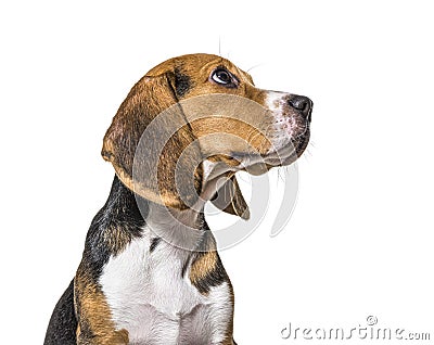 Head shot profile of a Young puppy Beagles dog, isolated Stock Photo