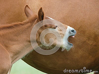 Foal Headshot Stock Photo