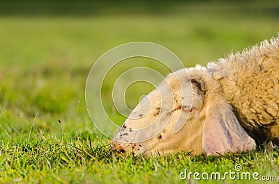 Head shot of sad sheep lying on the grass Stock Photo