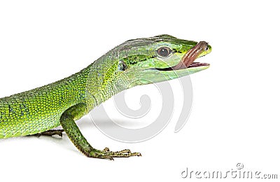 Head shot of Sakishima grass lizard sticking its tongue out to lick itself, Takydromus dorsalis, isolated on white Stock Photo