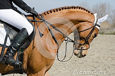 Head-shot of a show jumper horse during training with unidentified rider Stock Photo