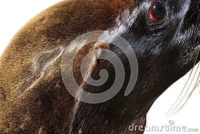 Head shot on South American sea lion eyes and ears, Otaria byronia, isolated on white Stock Photo