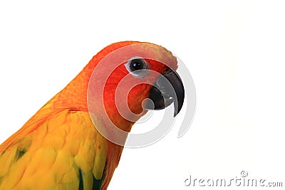 Head Shot of A Sun Conure Bird Stock Photo