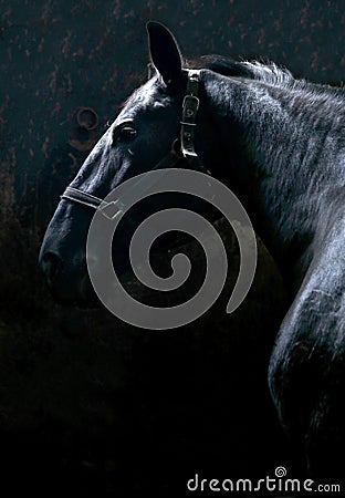 Head shot of a thoroughbred nonius stallion Stock Photo