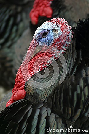 Head shot of a turkey, Meleagris gallopavo Stock Photo