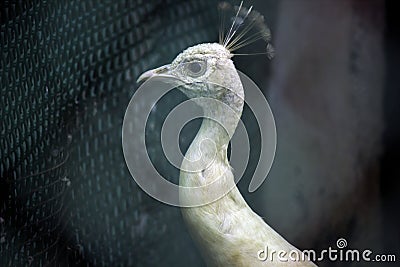 A head shot of white peafowl in the Krakow city zoo, located in Poland - Europe Stock Photo