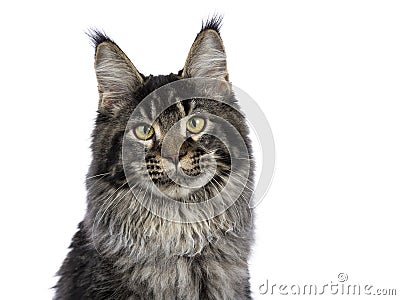 Head shot of young adult ticked Maine Coon cat Stock Photo