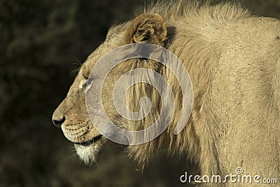 Head and Shoulder photograph of a young male white lion Stock Photo