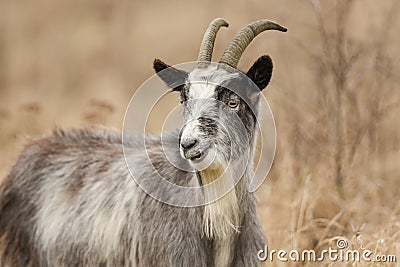 A head and shoulder shot of Goat Capra aegagrus hircus grazing in rough pasture. Stock Photo