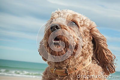 Head and shoulders portrait shot of cute Cavalier King Charles Spaniel crossed with poodle dog Stock Photo