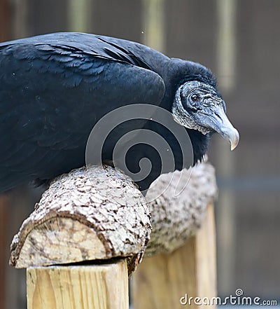 Head and Shoulders of a Rescued Black Vulture Stock Photo