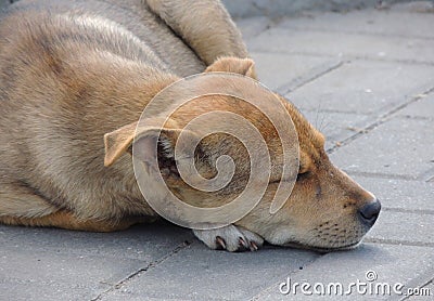 Head Of Sick Stray Puppy On The Ground Stock Photo