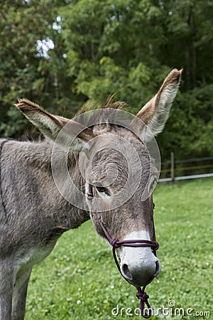 Head of single brown donkey outdoors Stock Photo