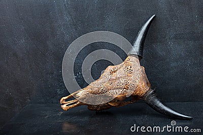 Head skull of bull on the background textured Stock Photo