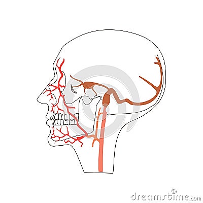 Head or skull vein arteries system isolated flat illustration Cartoon Illustration