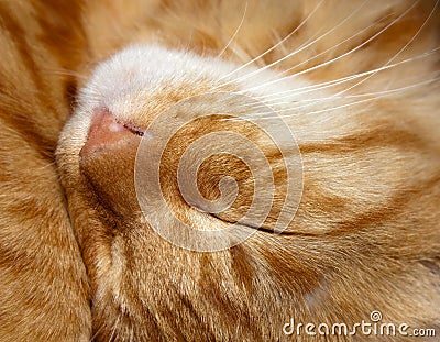 Head of sleeping cat Stock Photo