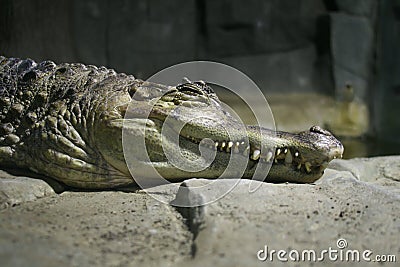 The head of a sleeping crocodile Stock Photo