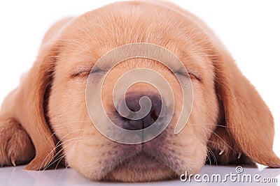 Head of a sleeping labrador retriever puppy dog Stock Photo