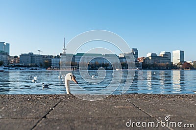 Head of swan showing up behind quay wall at Alster Lake in Hamburg, Germany Stock Photo