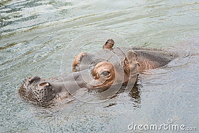 Head of swimming hippo Stock Photo