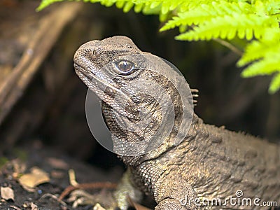 Head of Tuatara native new zealand reptile Stock Photo