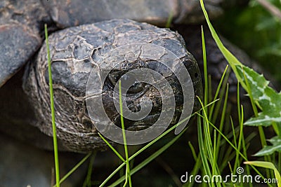 The head of turtle Stock Photo