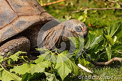Head of a turtle eating leaves Stock Photo