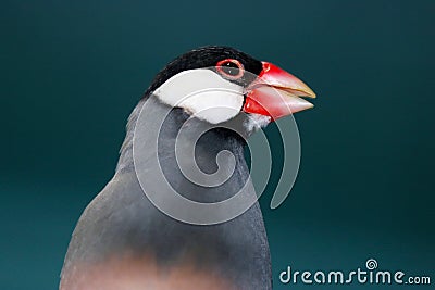 Head of a twittering java sparrow in front of a dark bluish gray background Stock Photo