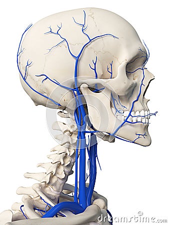 The head veins Cartoon Illustration