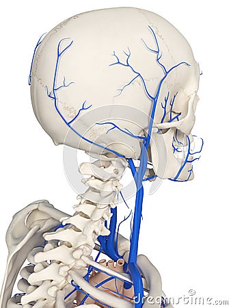 The head veins Cartoon Illustration