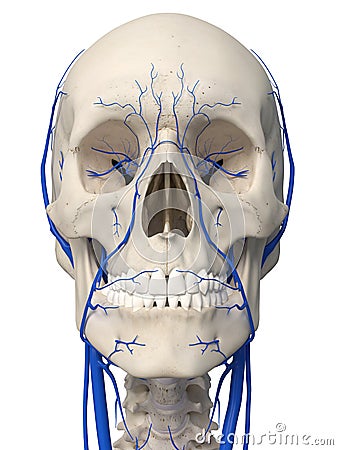 The head veins Cartoon Illustration