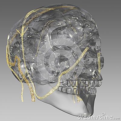 Head veins Stock Photo