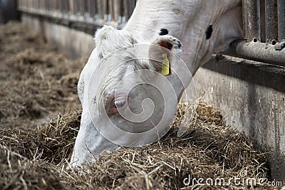 Head of white eating cow Stock Photo