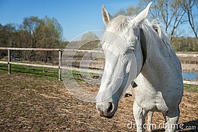 Head of white horse closeup in Sunny day. the horizontal frame. Stock Photo