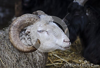 Head of a white sheep with large curved horns Stock Photo