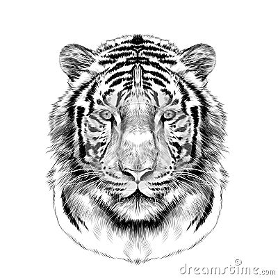 The head of the white tiger sketch vector graphics Vector Illustration