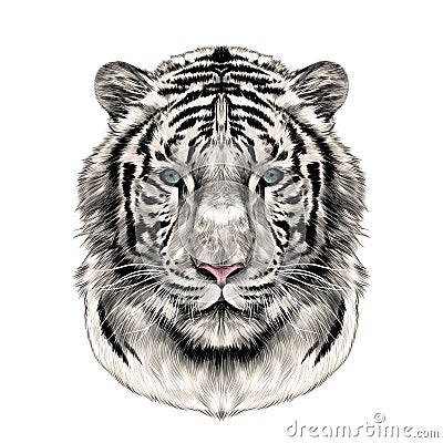 The head of the white tiger sketch vector graphics Vector Illustration