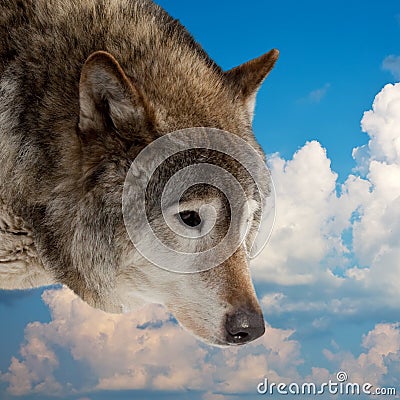 Head of wolf against sky Stock Photo