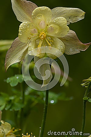 Head of yellow columbine flower against dark shadow in may Stock Photo