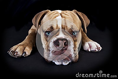 Olde english bulldog black background Stock Photo